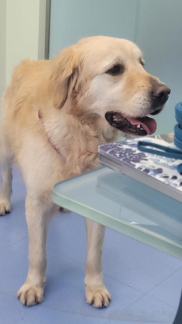 Casper, un Golden Retriever bello da impazzire Foto 7